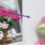 blumen_pixel.png