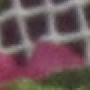 blumen3.png