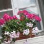 blumen2.jpeg